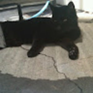 Meet your Posher, Lisa